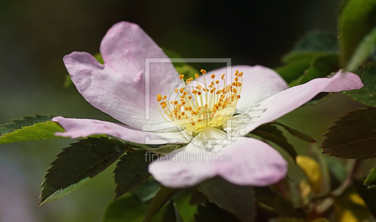 Bild-Nr.: 11505076 Wild rose erstellt von youhaveadream