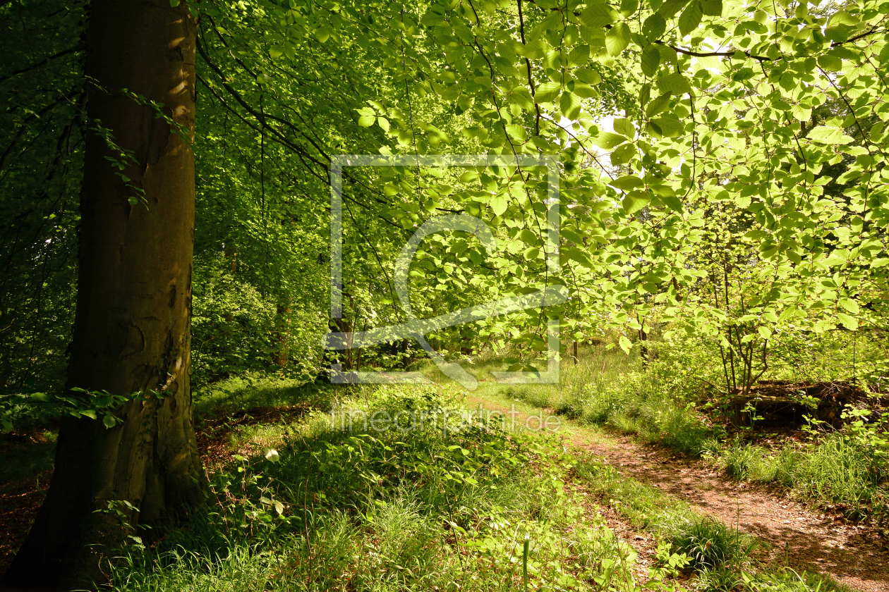 Bild-Nr.: 11505083  Waldweglichtung erstellt von Ostfriese