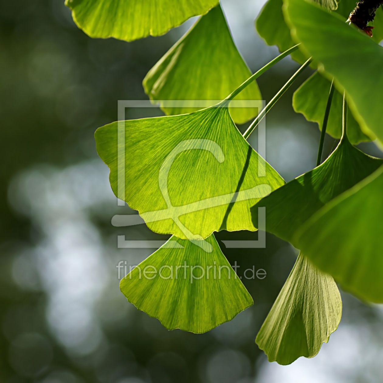 Ginkgo als Leinwanddruck 11505084 Fine Art Print