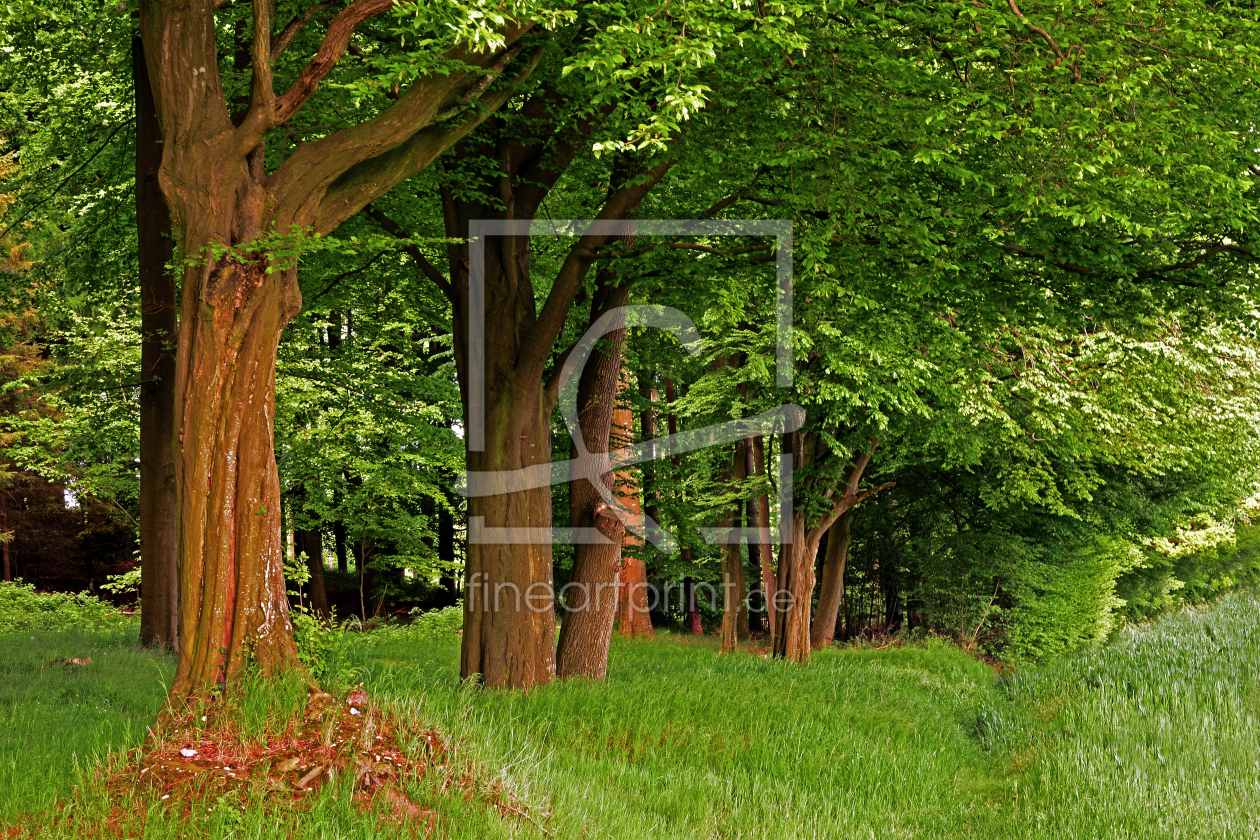 Bild-Nr.: 11505085 Gealterte Baumreihe  erstellt von Ostfriese