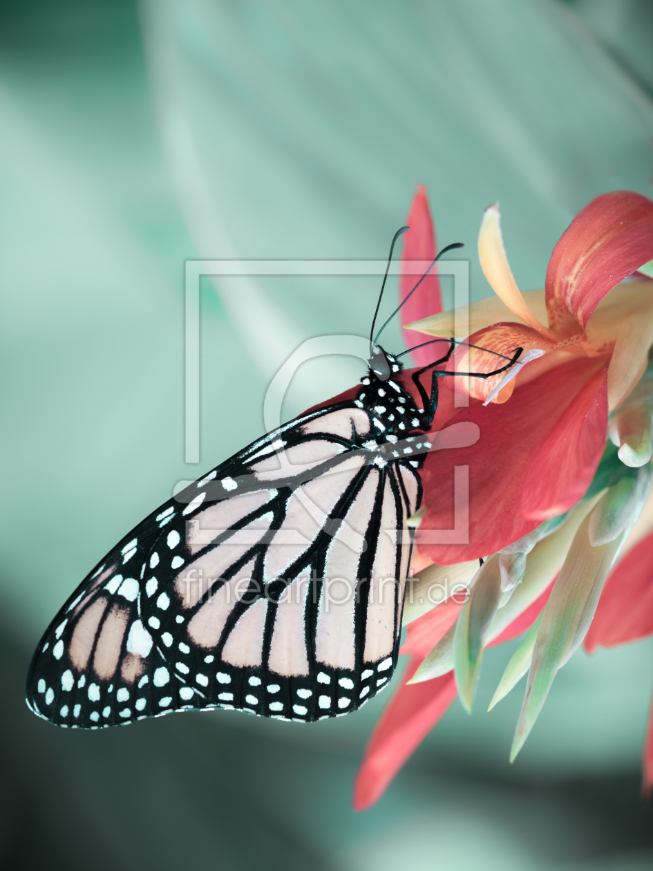 Bild-Nr.: 11505152 butterfly erstellt von Richard-Young