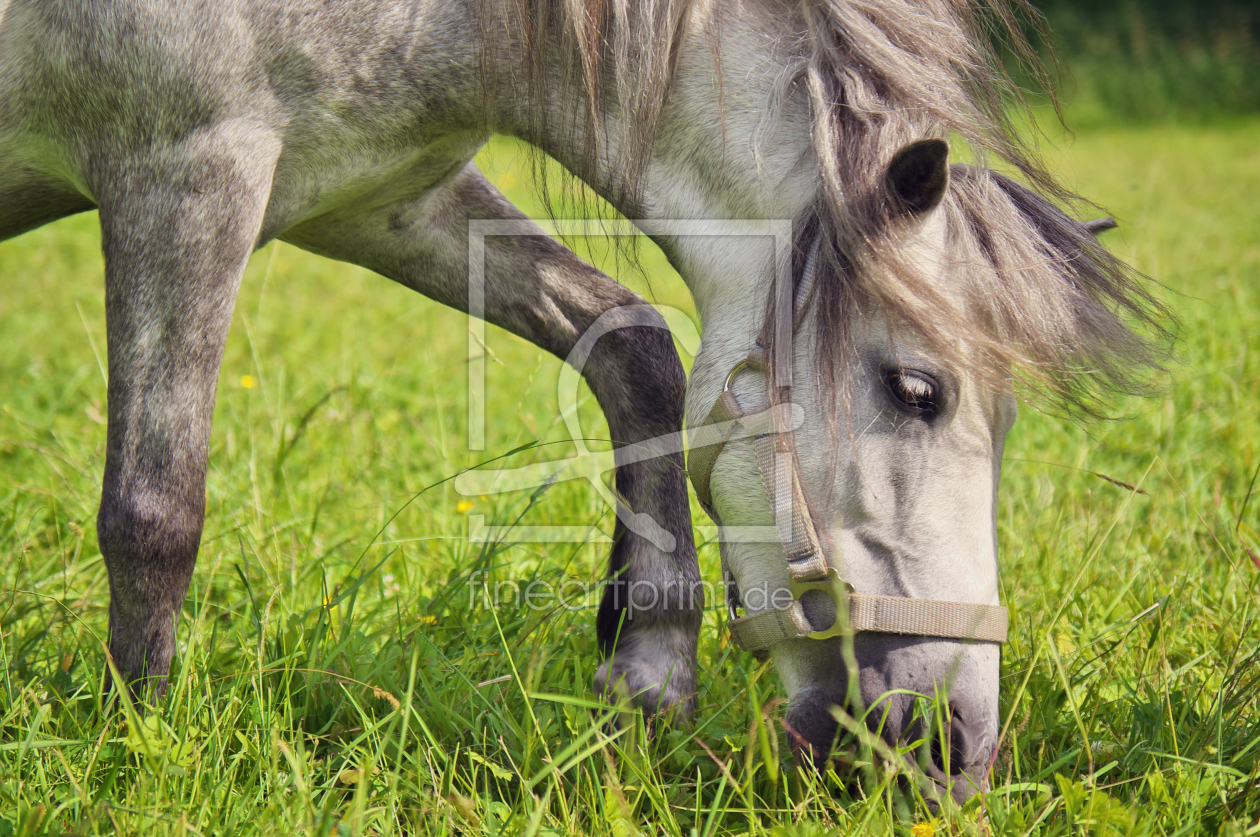 Bild-Nr.: 11505340 Welsh-Pony Lulu erstellt von Angela  Dölling