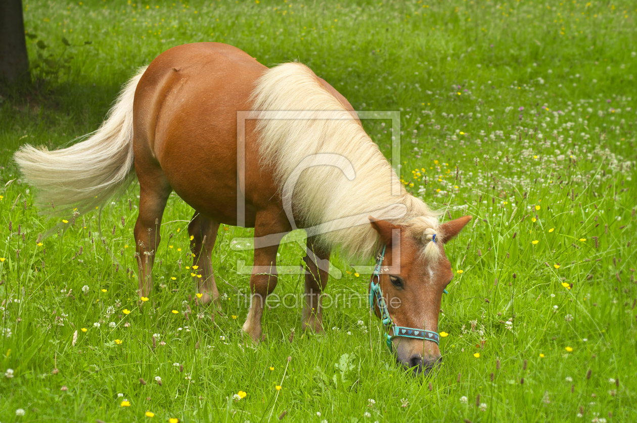 Bild-Nr.: 11505342 Shetlandpony Willy  erstellt von Angela  Dölling