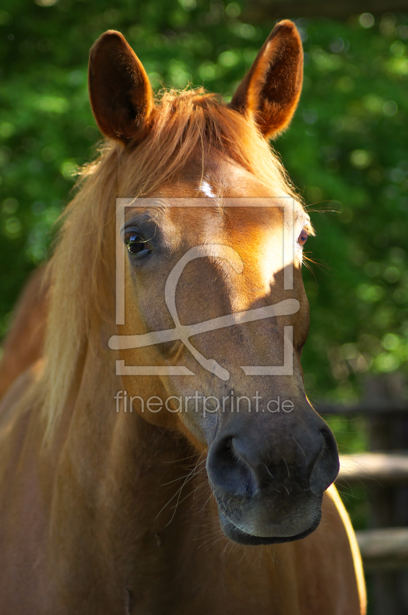 Bild-Nr.: 11505344 Quarter-Haflinger Mix Lilly erstellt von Angela  Dölling