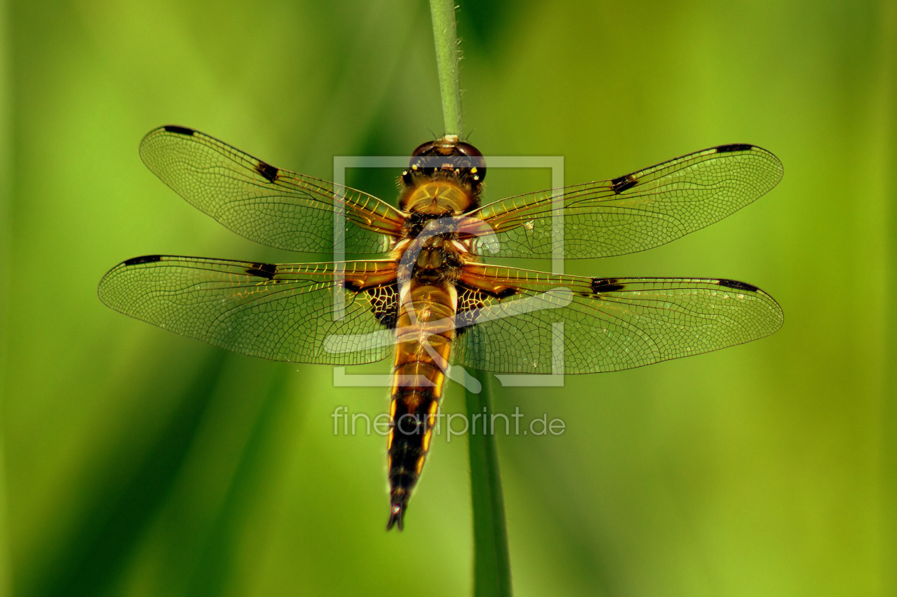 Bild-Nr.: 11505557 Libelle 2 erstellt von hunzitho