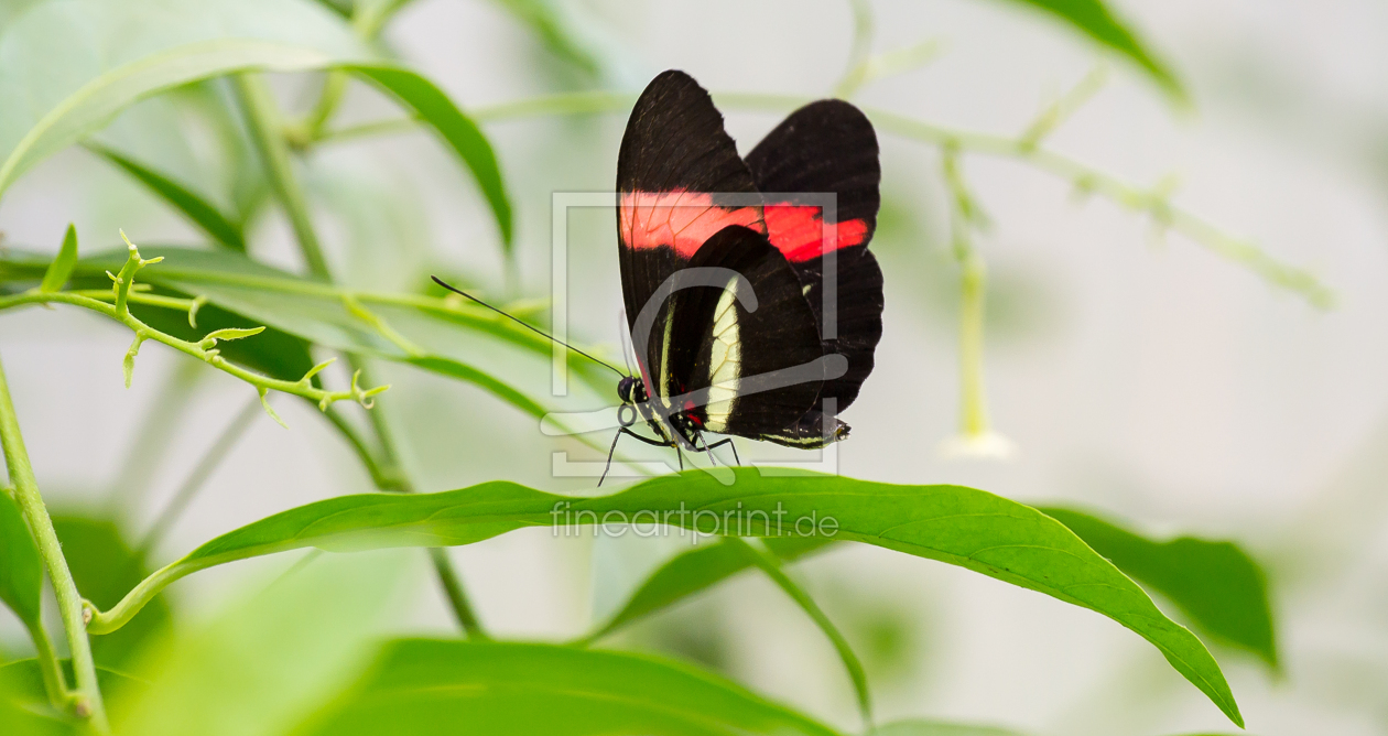 Bild-Nr.: 11505725 Schmetterling erstellt von Jörg Buchmüller