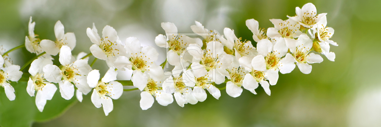 Bild-Nr.: 11505820 Frühling erstellt von Atteloi
