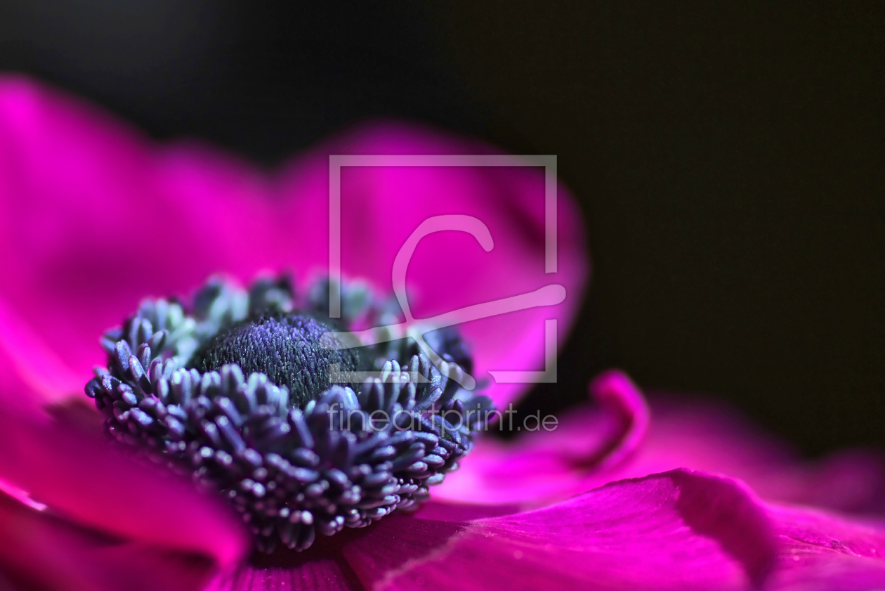 Bild-Nr.: 11505931 pink flower erstellt von Steflei
