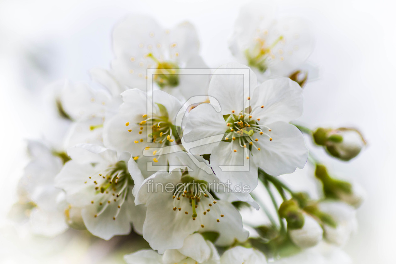 Bild-Nr.: 11505948 Frühling in Weiss erstellt von Werner-Gruse-Foto