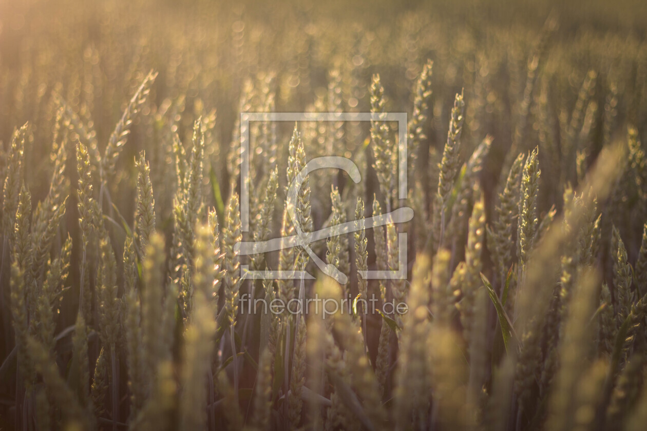 Bild-Nr.: 11506042 Ähren erstellt von Werner-Gruse-Foto
