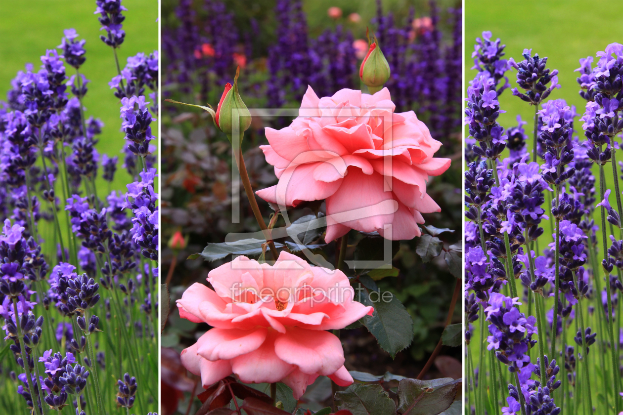 Bild-Nr.: 11506099 Rose und Lavendel erstellt von SusaZoom