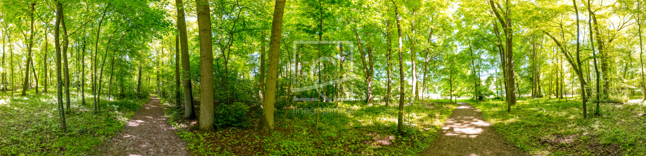 Bild-Nr.: 11506166 Hofsee-Wald I erstellt von Landhans