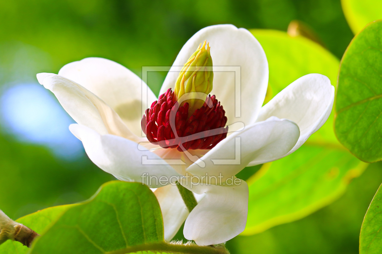 Bild-Nr.: 11506719 Magnolienblüte erstellt von falconer59