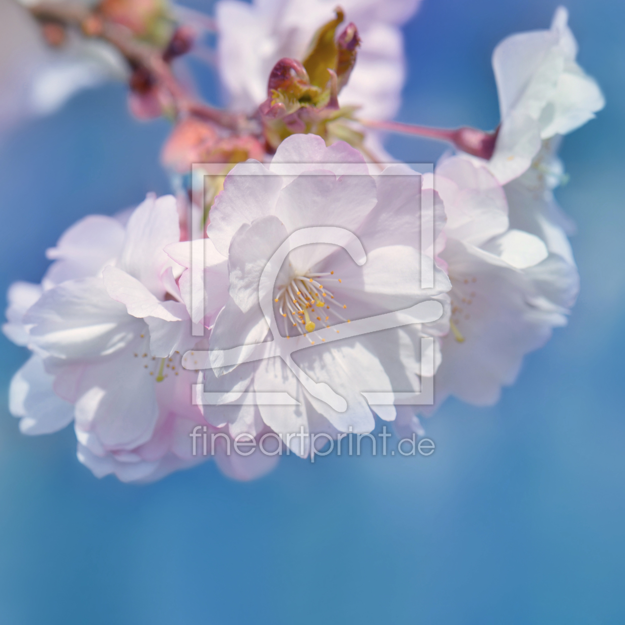 Bild-Nr.: 11506873 Kirschblüte erstellt von Atteloi