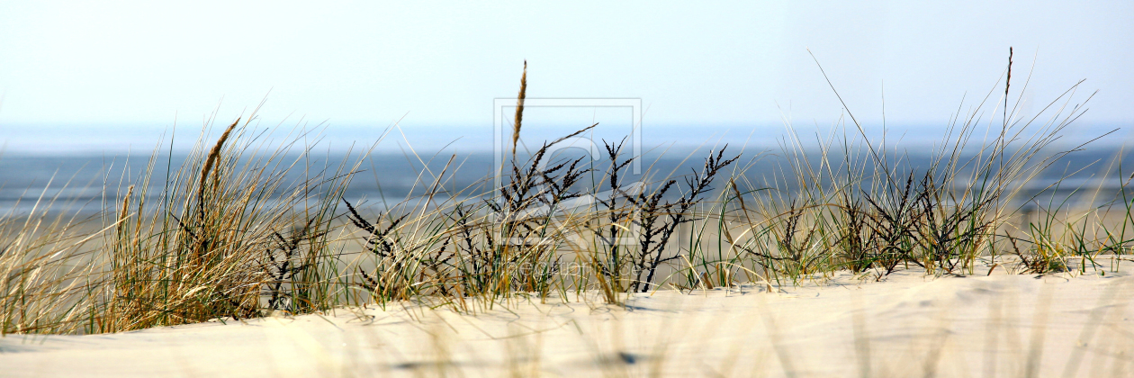 Bild-Nr.: 11506917 Strandhafer erstellt von wompus