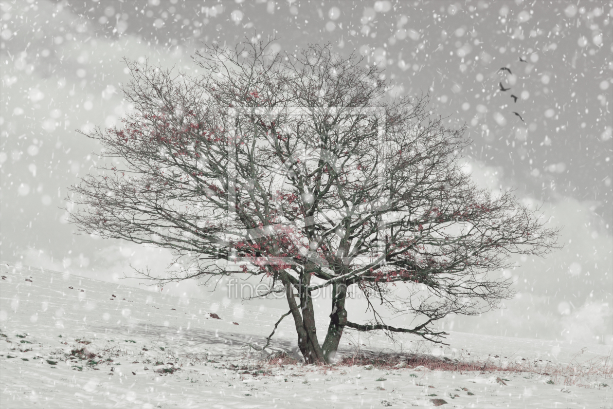 Bild-Nr.: 11507038 winterwundereiche erstellt von ReichderNatur