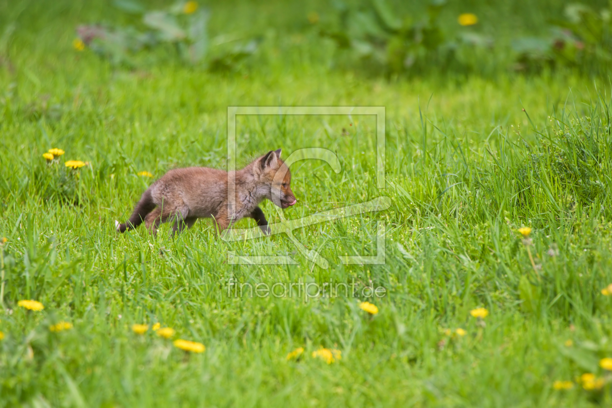 Bild-Nr.: 11507120 Fuchs erstellt von Jens Kalanke