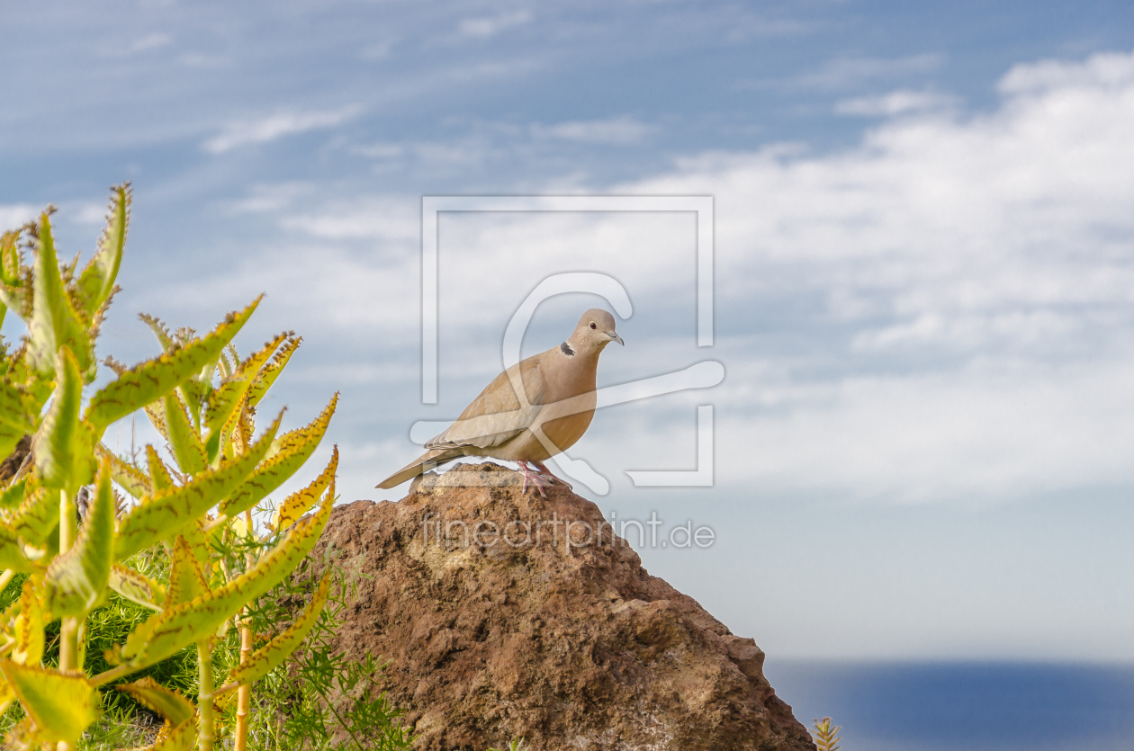 Bild-Nr.: 11507311 Die Taube an der Felsenküste erstellt von Feliz-Photo