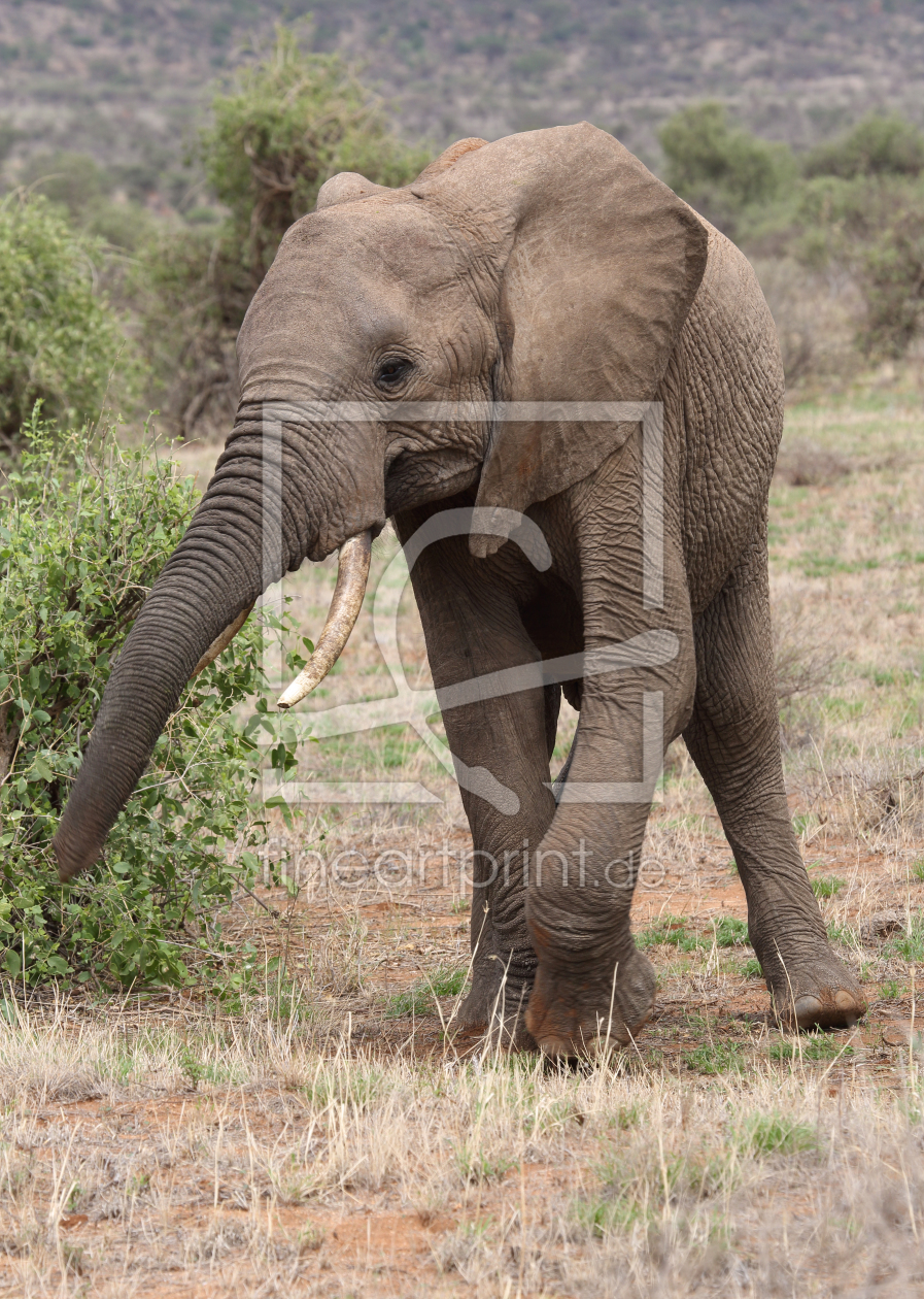 Bild-Nr.: 11507339 fressender Elefant erstellt von Metalmaus