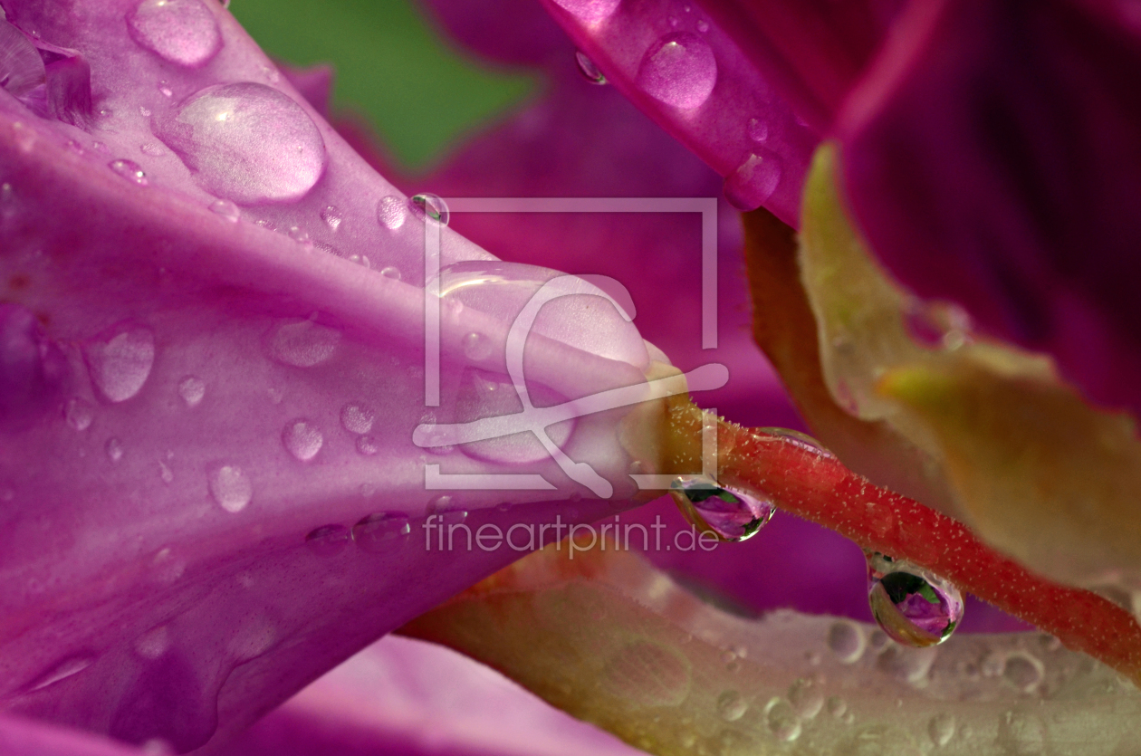 Bild-Nr.: 11507380 Rhododendronblüte erstellt von Ostfriese