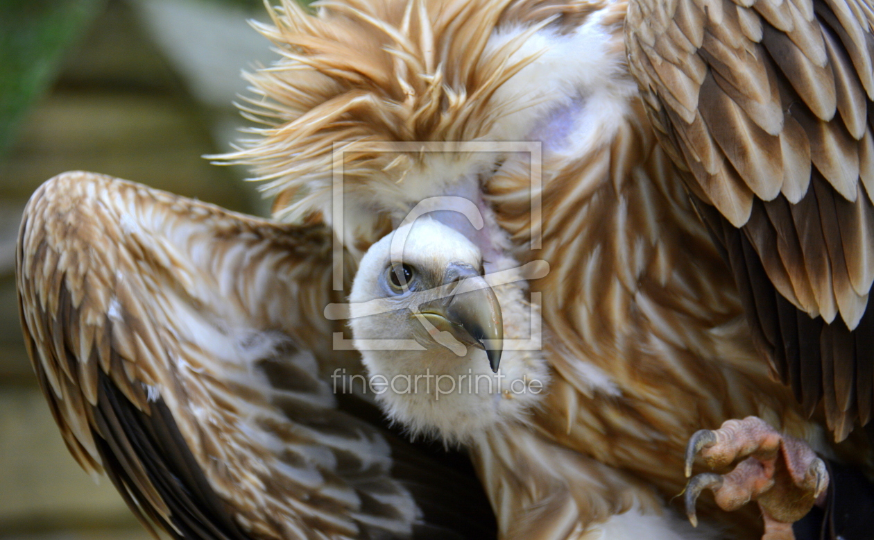 Bild-Nr.: 11507407 Gänsegeier erstellt von GUGIGEI