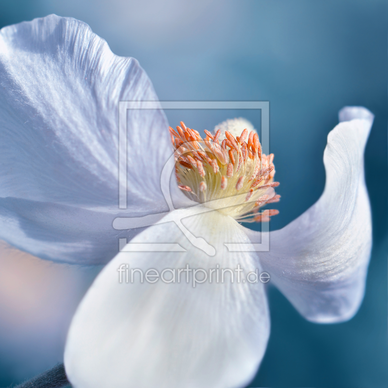 Bild-Nr.: 11507497 Anemone erstellt von Atteloi