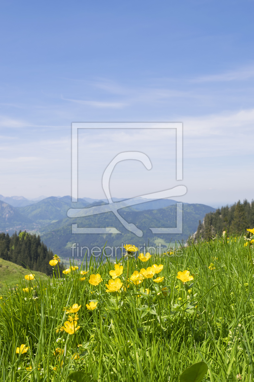 Bild-Nr.: 11507856 Butterblumen auf dem Breitenstein erstellt von Wolfgang Zwanzger