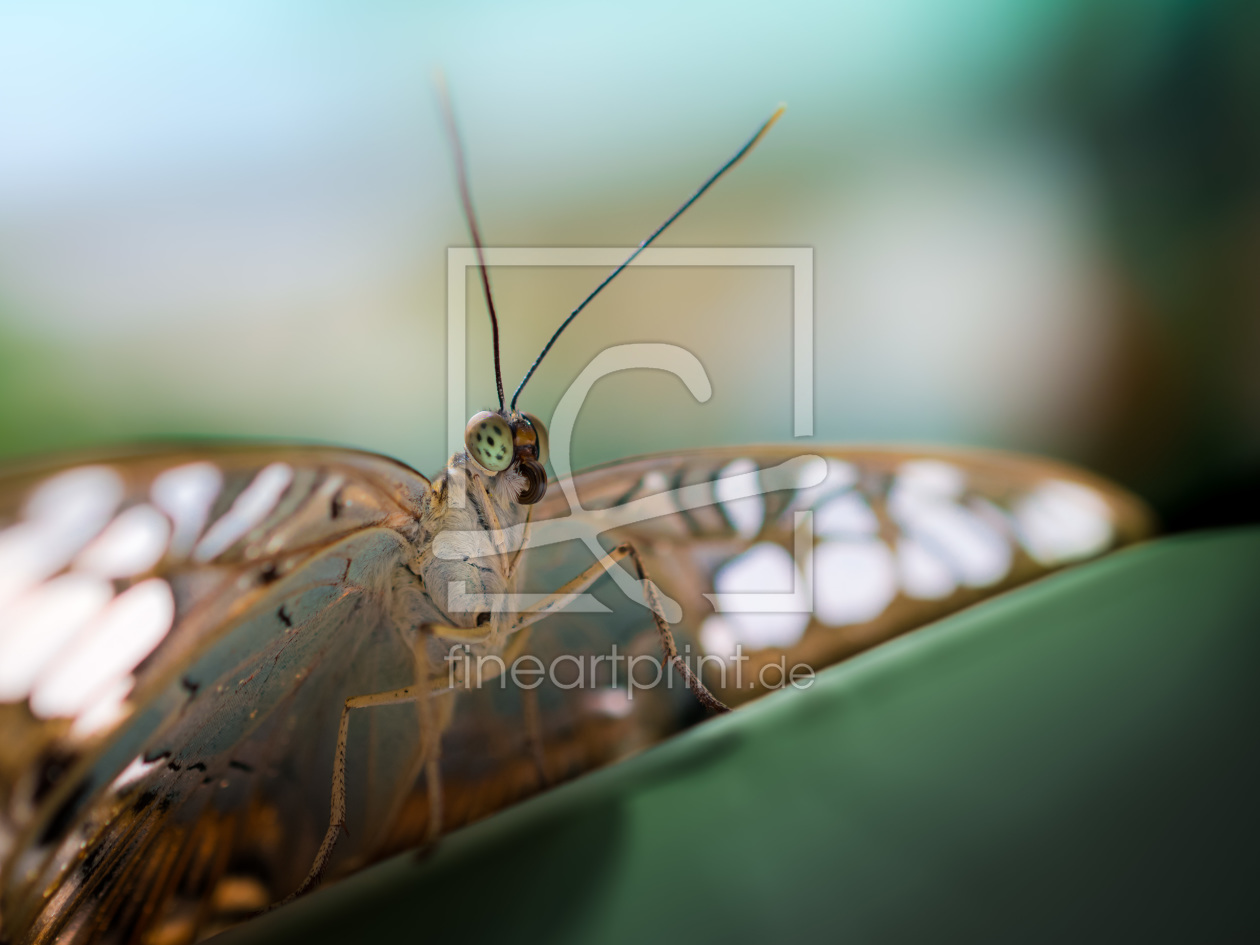 Bild-Nr.: 11507900 butterfly erstellt von Richard-Young