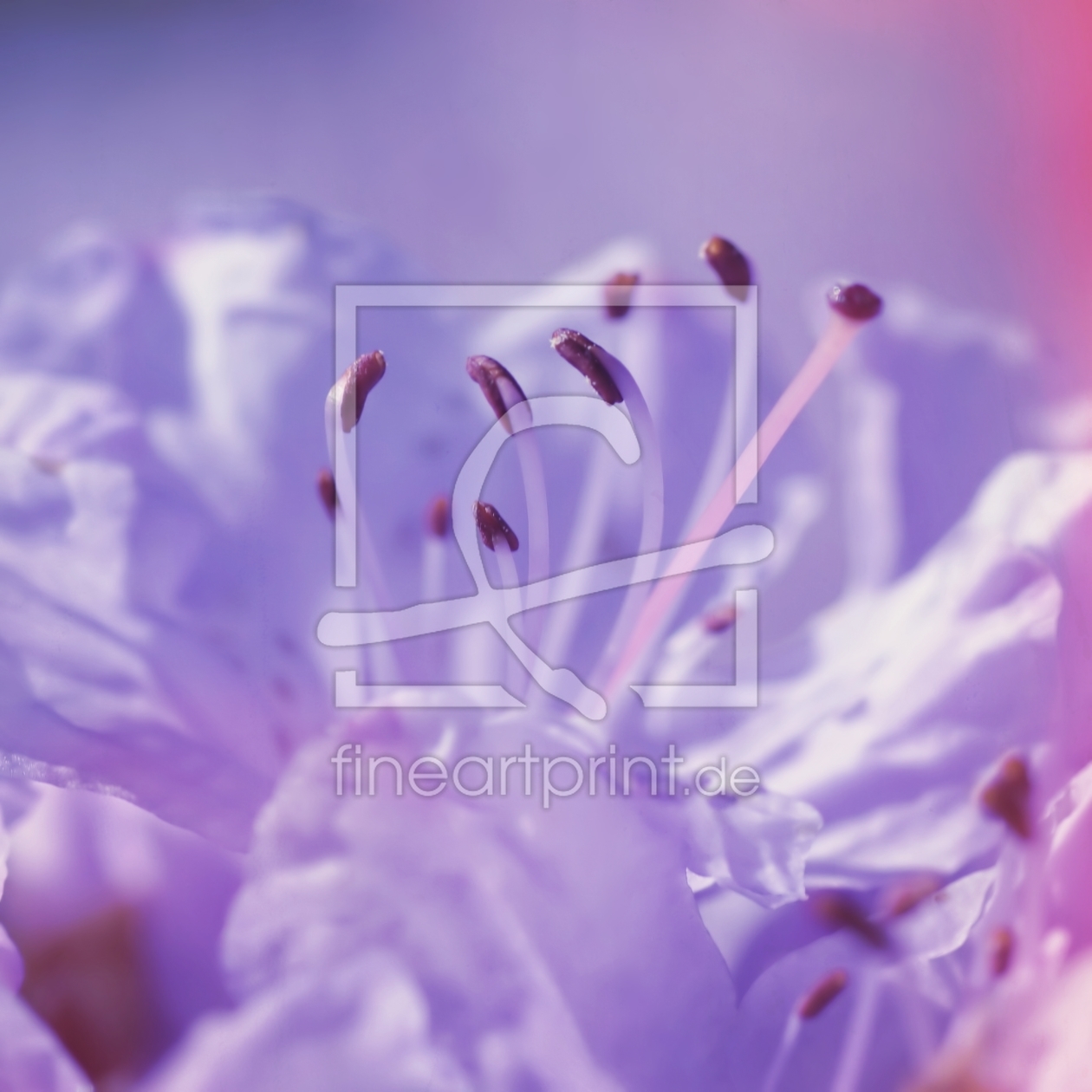 Bild-Nr.: 11507951 Rhododendron erstellt von youhaveadream