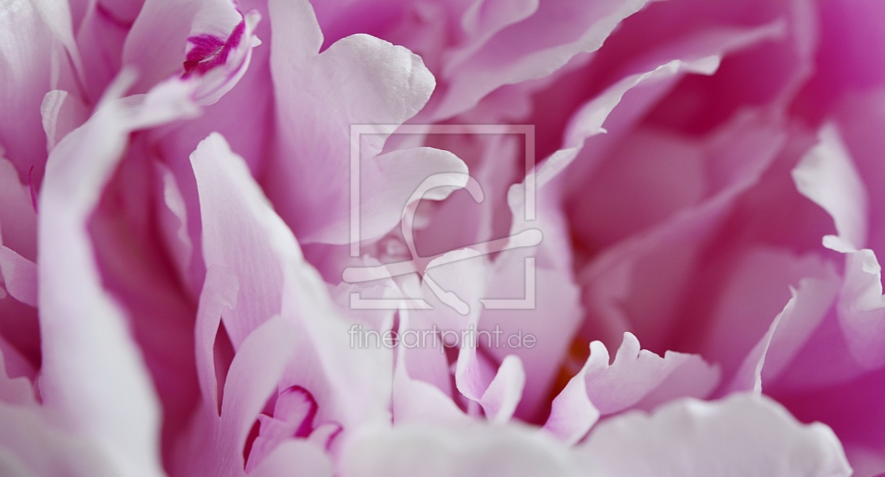 Bild-Nr.: 11508284 Rose in pink erstellt von MarMIa