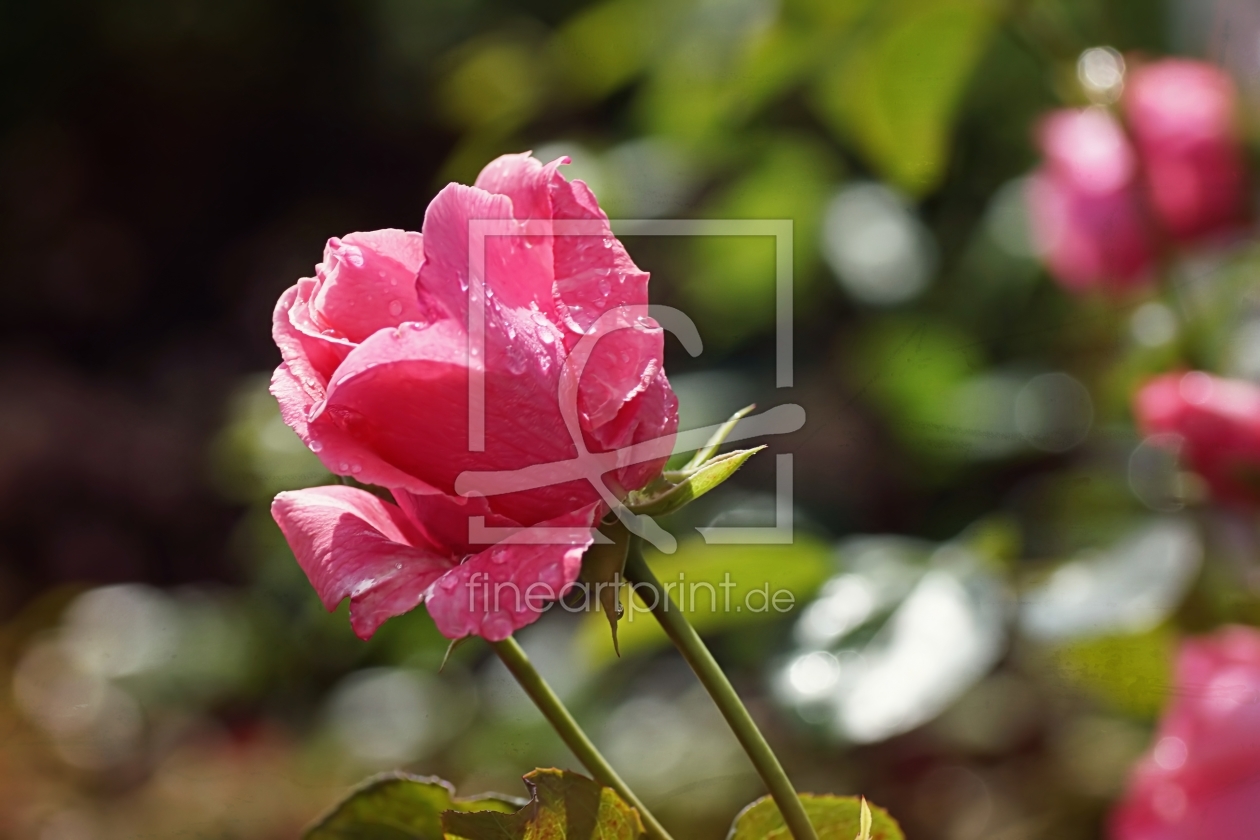 Bild-Nr.: 11508649 Gartenrose erstellt von youhaveadream