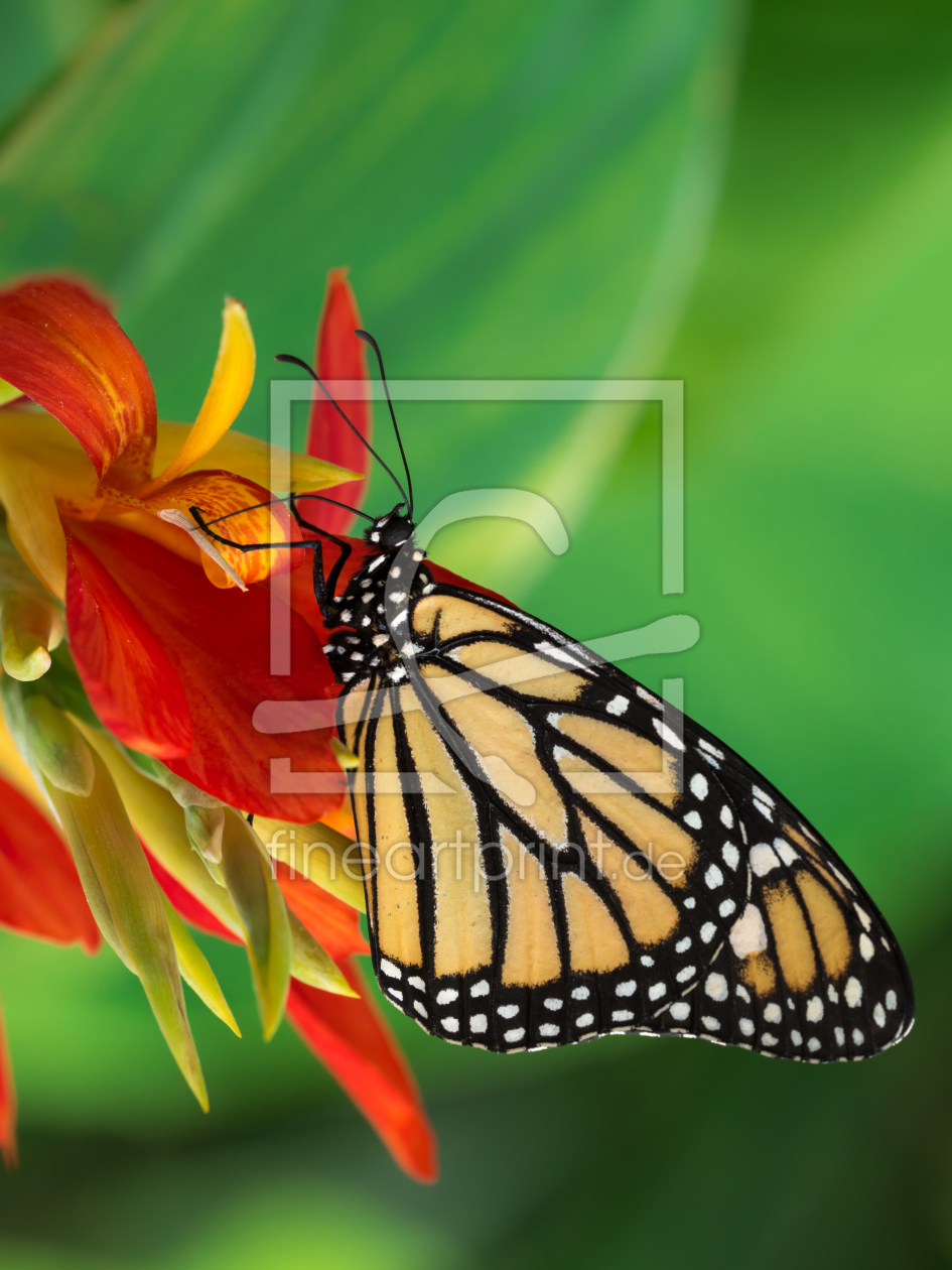 Bild-Nr.: 11509156 butterfly erstellt von Richard-Young