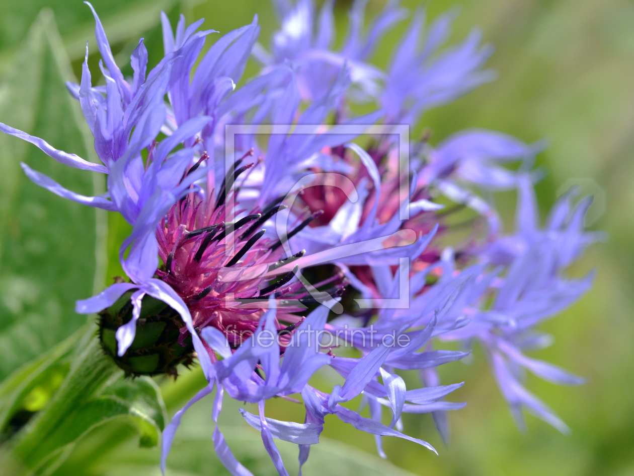 Bild-Nr.: 11509173 Kornblumen  erstellt von Ostfriese