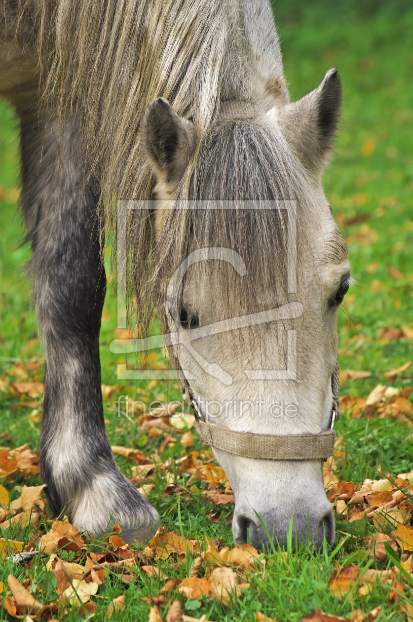 Bild-Nr.: 11510051 Welsh-Pony  erstellt von Angela  Dölling