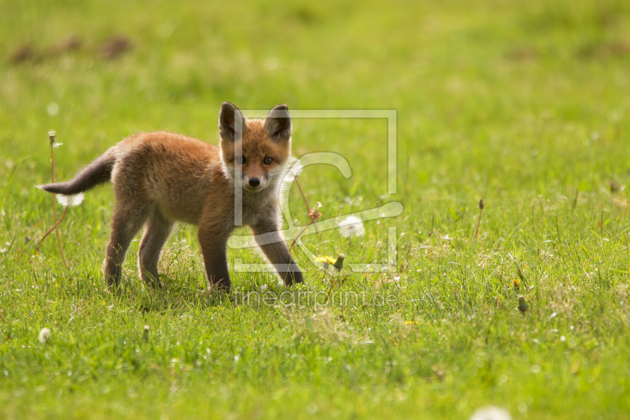 Bild-Nr.: 11510057 kleiner Fuchs erstellt von Jens Kalanke