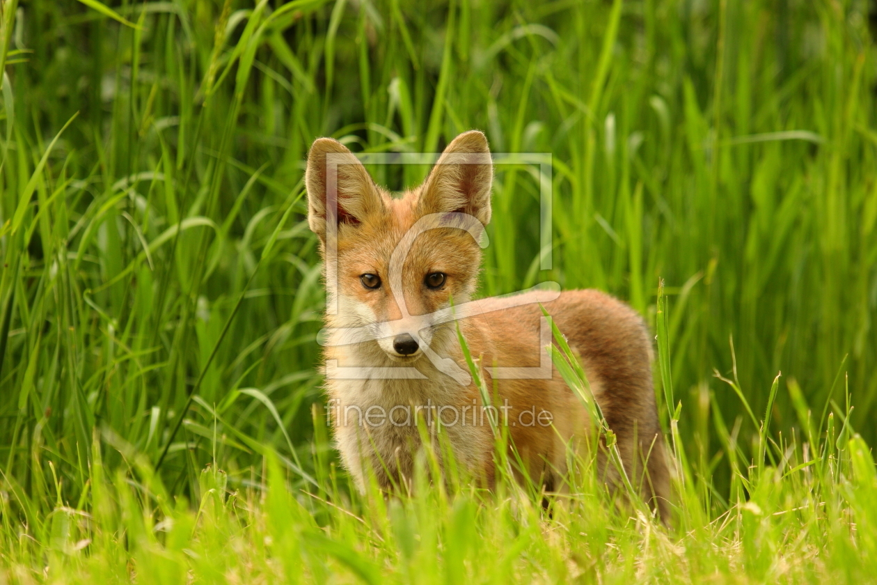 Bild-Nr.: 11510274 junger Fuchs auf Endeckungstour  erstellt von Uwe Fuchs