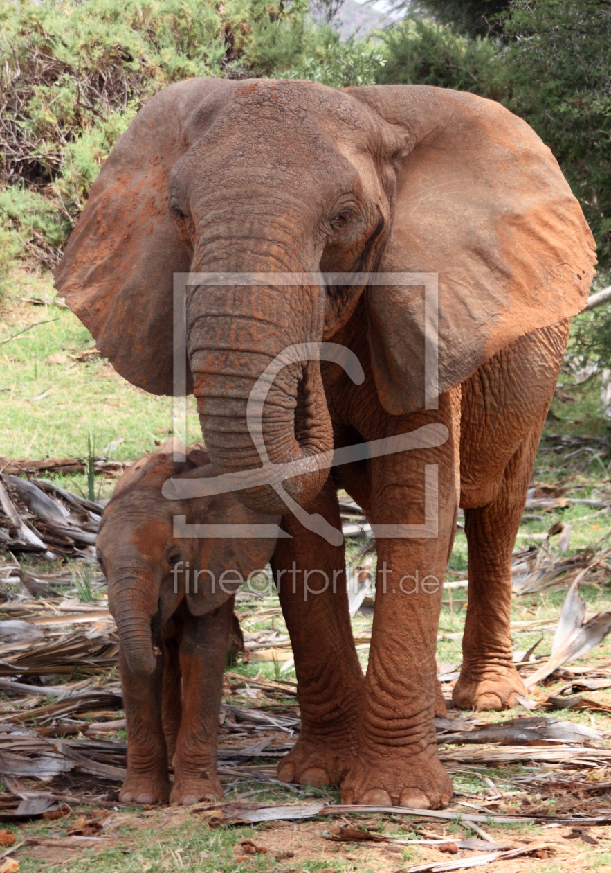 Bild-Nr.: 11510547 Elefantenutter mit Kind erstellt von Metalmaus