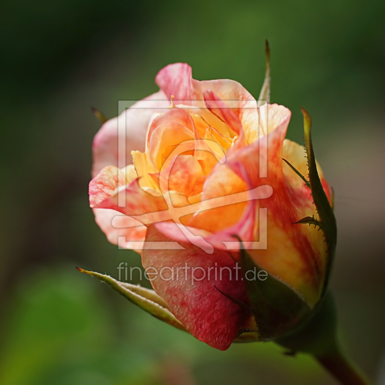 Bild-Nr.: 11510548 L´amour Bild-Nr.: 11510548 L´amour erstellt von youhaveadream