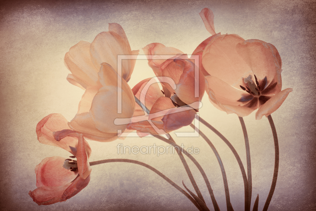 Bild-Nr.: 11510745 Tulips erstellt von Brigitte Sanladerer