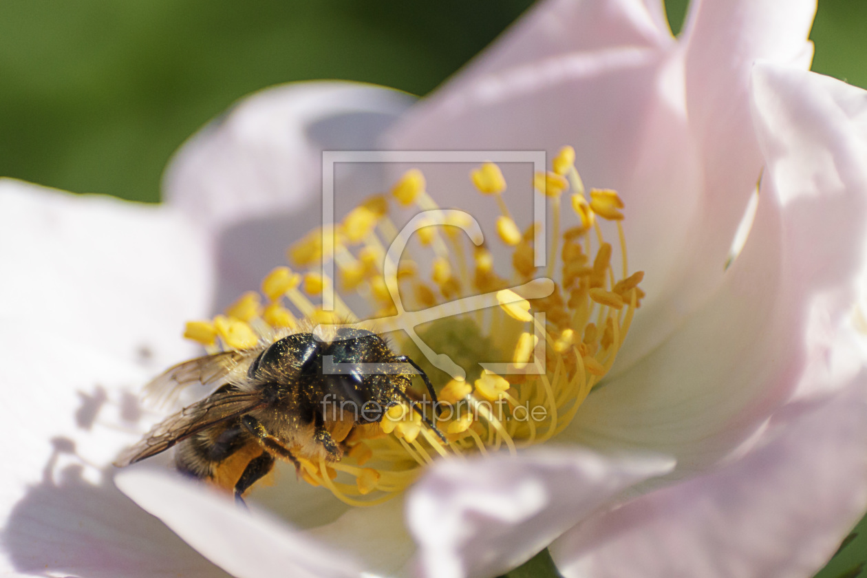 Bild-Nr.: 11510851 fleißiges Bienchen erstellt von Stephanie Stephanie Dannecker