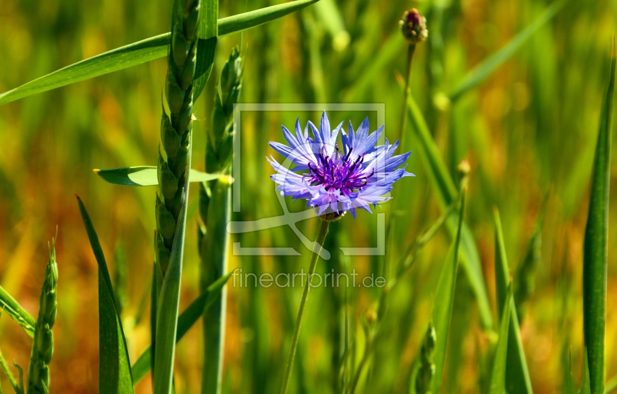 Bild-Nr.: 11510903 Wiese mit Kornblume erstellt von MarMIa