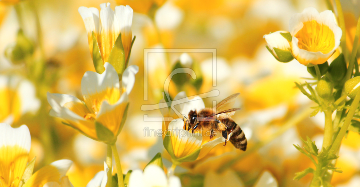 Bild-Nr.: 11510963 Fleißiges Bienchen erstellt von Heike  Hultsch
