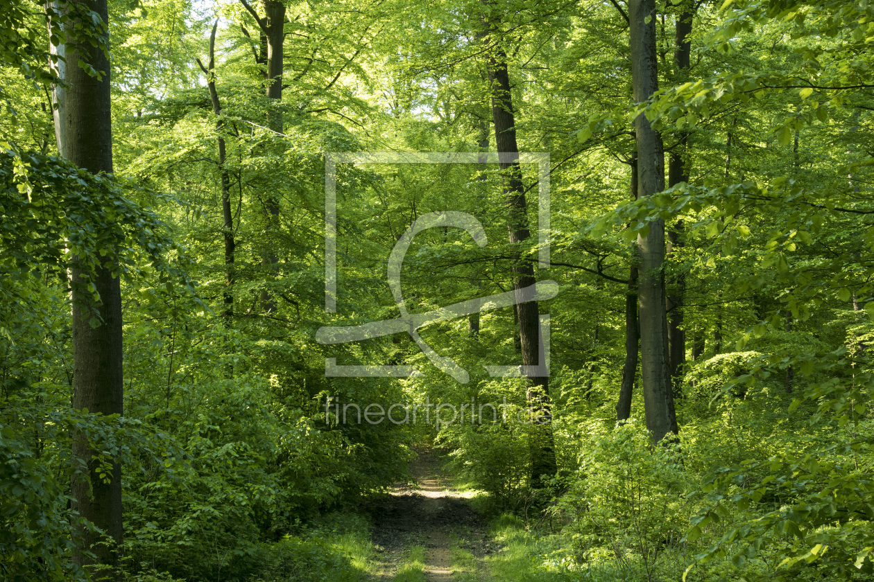 Bild-Nr.: 11511026 Im Mai durch den grünem Wald erstellt von RonNi