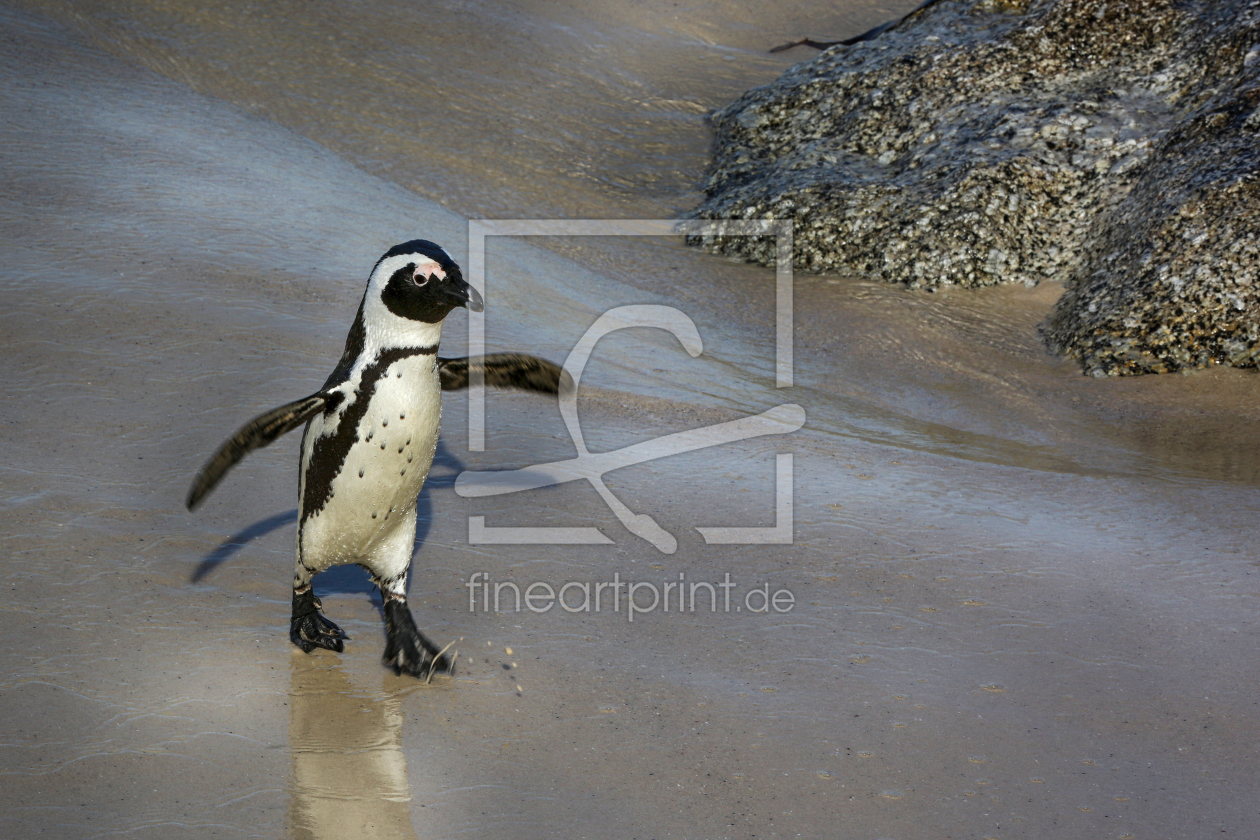 Bild-Nr.: 11511407 Pingu erstellt von Thomas Herzog