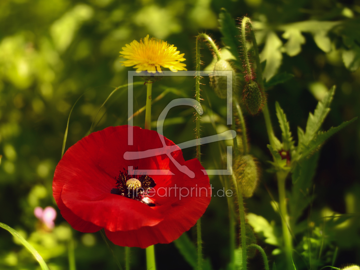 Bild-Nr.: 11511442 Roter Mohn erstellt von Ostfriese
