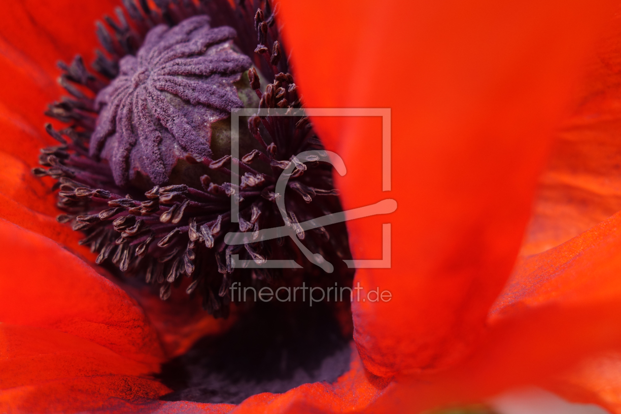 Bild-Nr.: 11511643 pavot rouge erstellt von LiaF