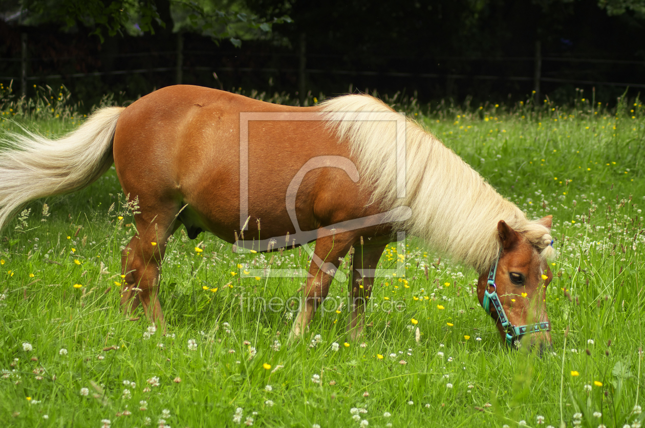 Bild-Nr.: 11511683 Shetlandpony  erstellt von Angela  Dölling