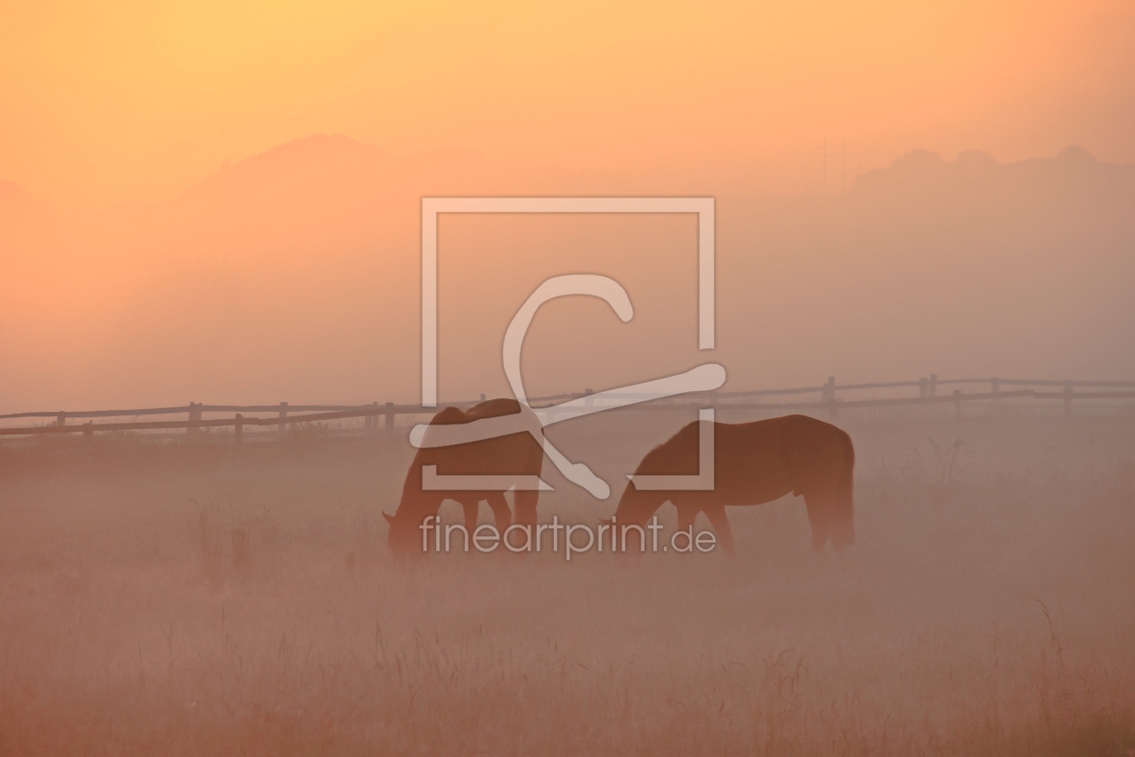 Bild-Nr.: 11512108 Pferde am Morgen erstellt von falconer59