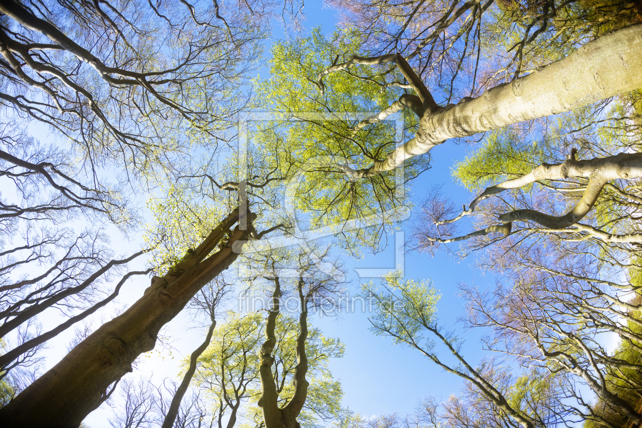 Bild-Nr.: 11512417 Windflüchter-Wald am Weststrand erstellt von ReichderNatur