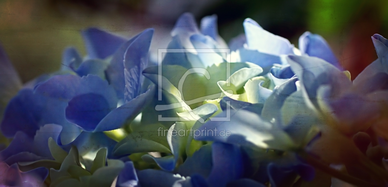 Bild-Nr.: 11512555 I love hydrangea erstellt von youhaveadream